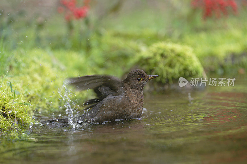 黑鸟洗涤（Turdus merula）